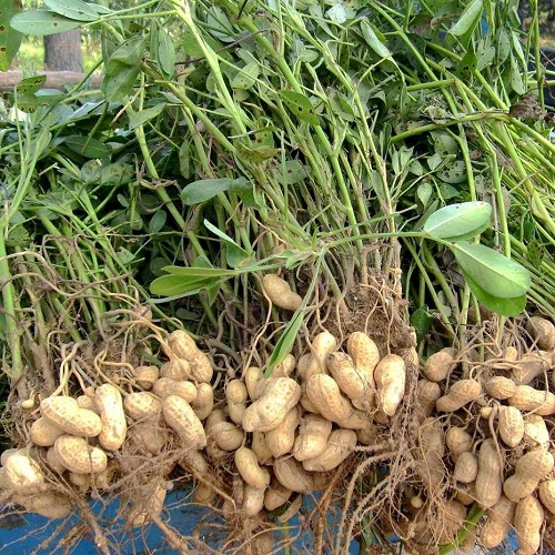 花生保鮮.jpg 花生保鮮.jpg